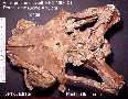 craniu1a.jpg (3776 bytes)
