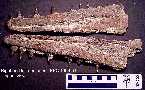 dentar2a.jpg (4679 bytes)
