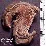 quad-ra.jpg (2825 bytes)