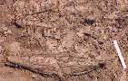 skull-4a.jpg (4192 bytes)