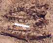 skull-8a.jpg (3621 bytes)