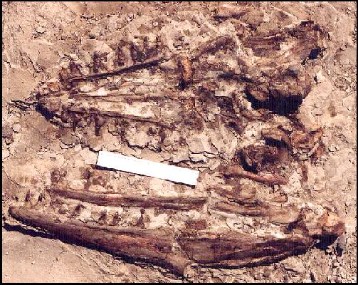 skull-8b.jpg (90211 bytes)