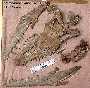 skull2a.jpg (2744 bytes)