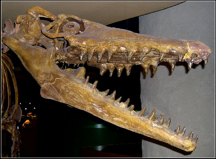 NMM-Mosa1.jpg (84329 bytes)