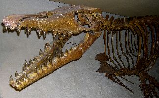 NMM-Mosa2a.jpg (20768 bytes)