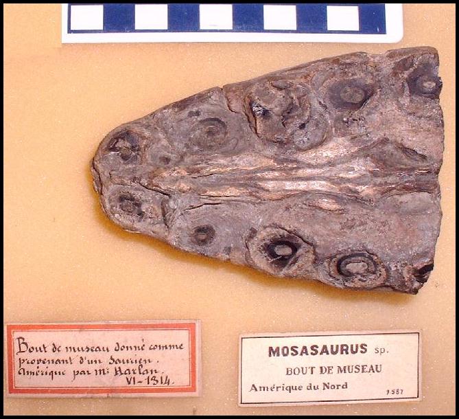 mnhn9587.jpg