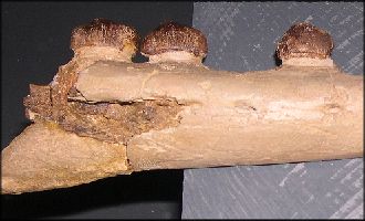 mnm-2a.jpg (16785 bytes)
