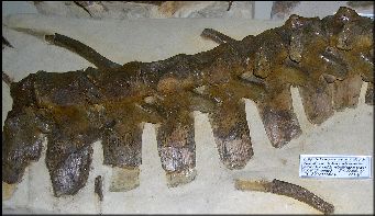 tm-004a.jpg (21653 bytes)