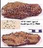 ansp848b.jpg (3366 bytes)