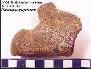 ansp855b.jpg (3760 bytes)