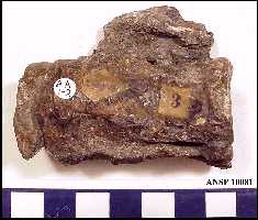 at-ax01a.jpg (10183 bytes)
