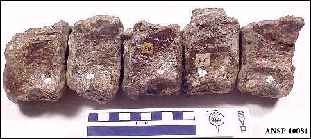 caudal1a.jpg (20415 bytes)