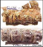 cervertd.jpg (11040 bytes)