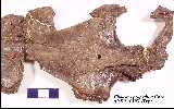 cp10193w.jpg (4603 bytes)