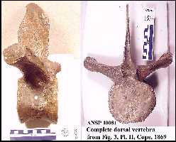 dorsa04a.jpg (10174 bytes)
