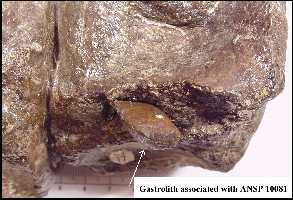 gastro3a.jpg (14389 bytes)