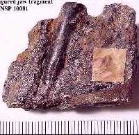 jawfraga.jpg (11801 bytes)