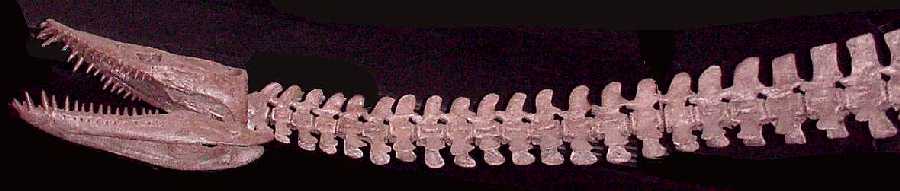 neck01.jpg (22567 bytes)