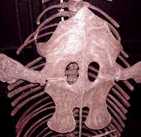 pectoraa.jpg (7979 bytes)
