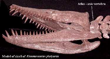 skull01a.jpg (14906 bytes)