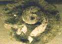 ammon02a.jpg (3024 bytes)