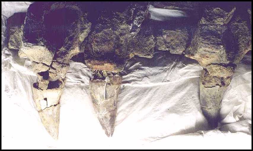 Marine Fossils from Antarctica