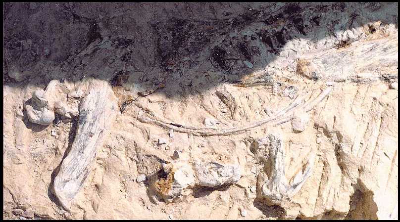 field02s.jpg (73657 bytes)