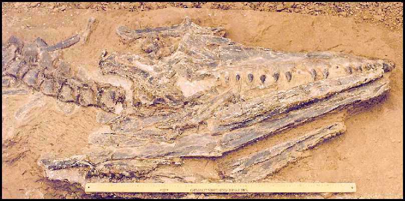 tylo00st.jpg (64997 bytes)