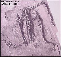 amnh510a.jpg (15505 bytes)