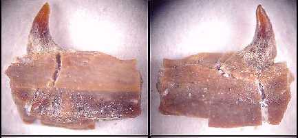 bgrhn14a.jpg (13437 bytes)