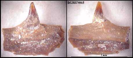 bgrhn15a.jpg (14941 bytes)