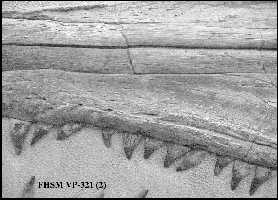 vp32102a.jpg (10599 bytes)