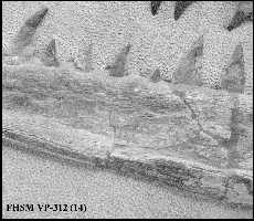 vp32114a.jpg (9432 bytes)