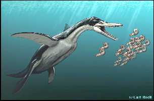 polycota.jpg (7442 bytes)