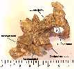 basioc2a.jpg (2278 bytes)