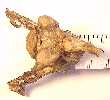 basioc3a.jpg (2471 bytes)