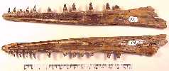 dentaryb.jpg (5358 bytes)