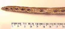 dentaryc.jpg (3829 bytes)