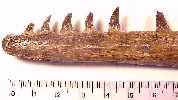 dentarye.jpg (4210 bytes)