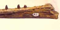 dentaryg.jpg (2881 bytes)