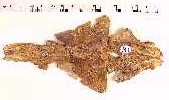 fron-pab.jpg (3756 bytes)
