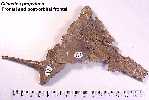 fron-poa.jpg (3476 bytes)