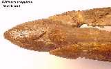 muzzle1a.jpg (3589 bytes)