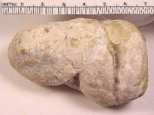 copro01b.jpg (31624 bytes)