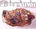 copro09a.jpg (3938 bytes)