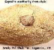 copro10a.jpg (3847 bytes)