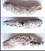 copro11a.jpg (2937 bytes)