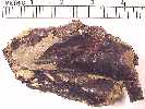 copro13a.jpg (3969 bytes)