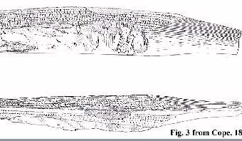 cope189a.jpg (15096 bytes)