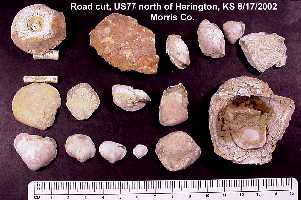 ctena00a.jpg (14554 bytes)